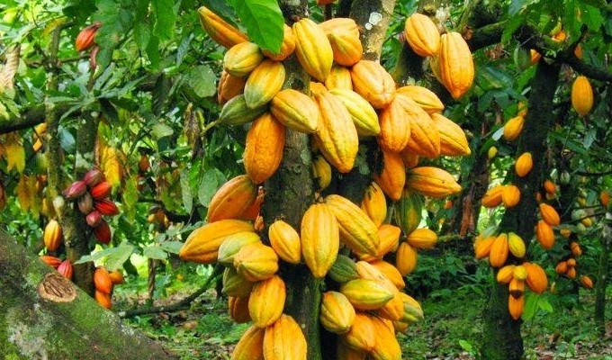 We've no business being Import-Dependent Economy as Cocoa Market Value hits $6bn in Nigeria - Ashiru